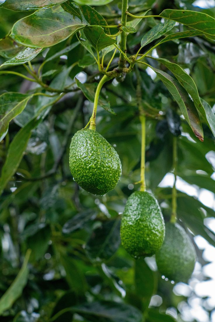 How to Import Hass Avocados from Kenya featured image