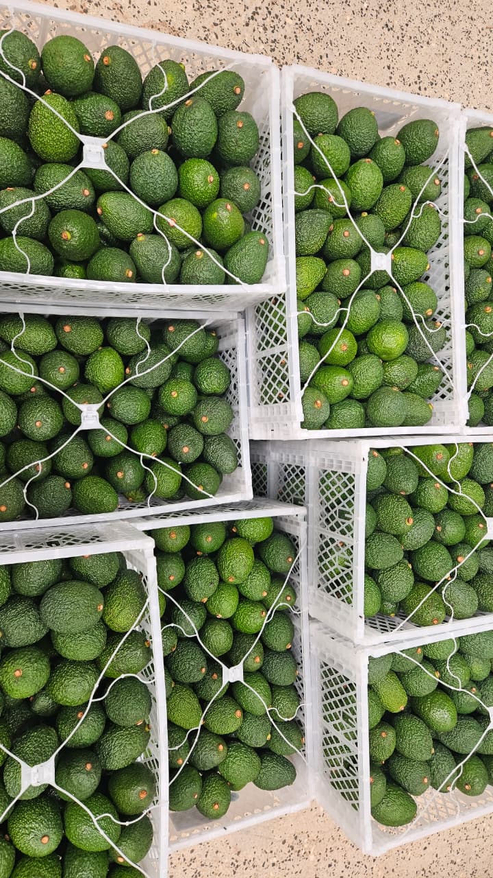 GLOBAL GAP-Certified Avocado Supplier in Kenya – Premium Hass & Fuerte Avocados for International Markets featured image