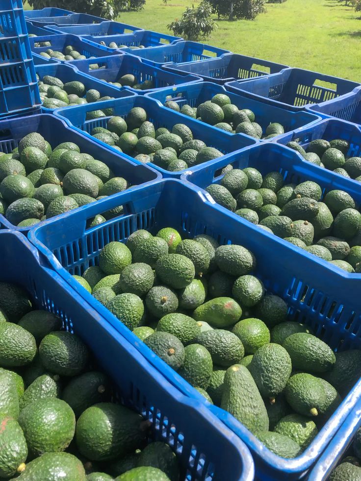 Where to Buy Export Quality Hass Avocados from Kenya featured image