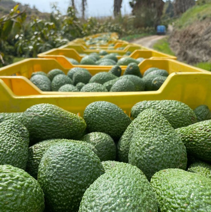Kenya Avocado Export Market: Opportunities for Global Importers featured image