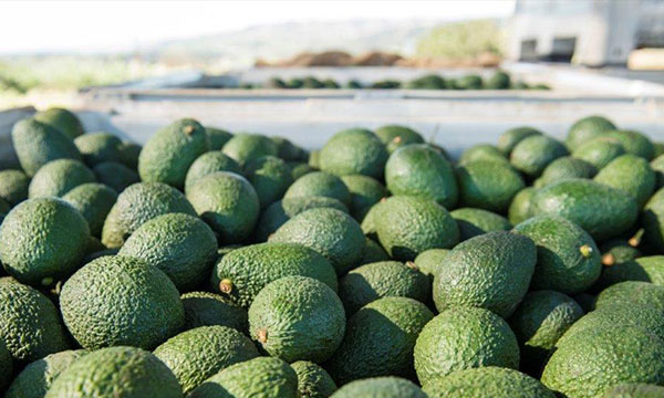 Hass avocado logistics and transportation featured image